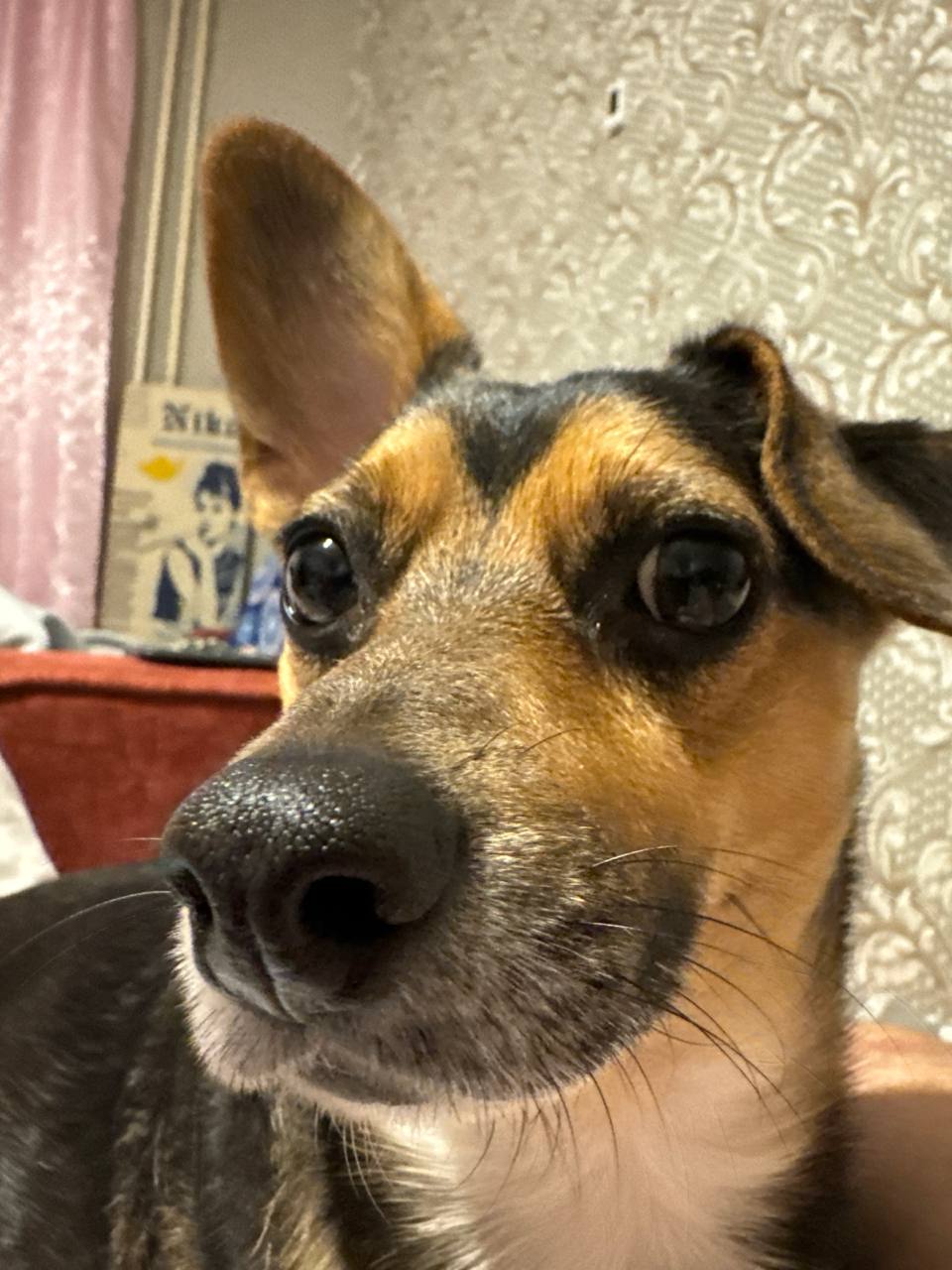 Close-up portrait of Sheldon Lee Cooper