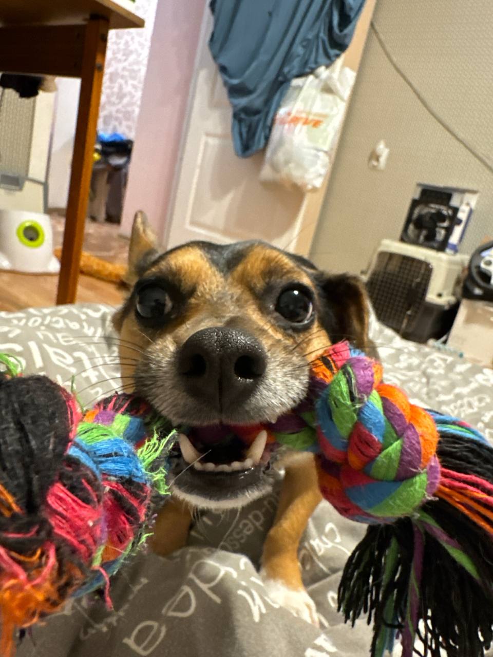 Sheldon playing with a colorful rope toy