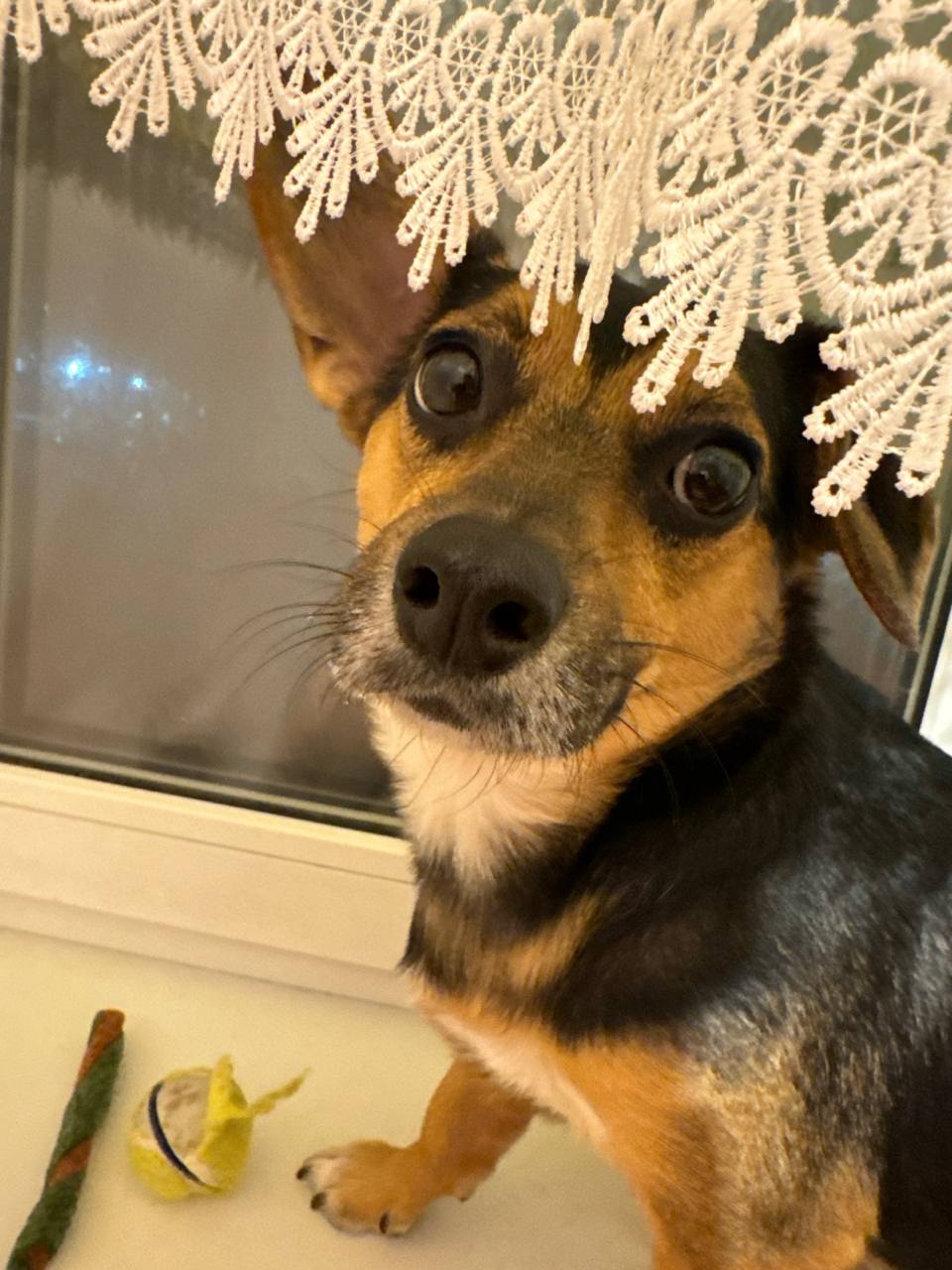 Sheldon close-up near a window lace curtain