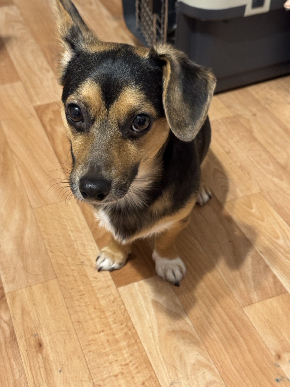 Sheldon standing on a wooden floor looking up