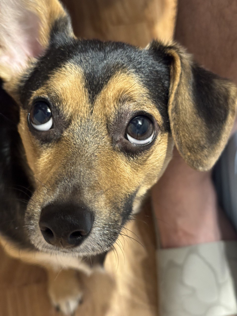 Sheldon close-up with big eyes
