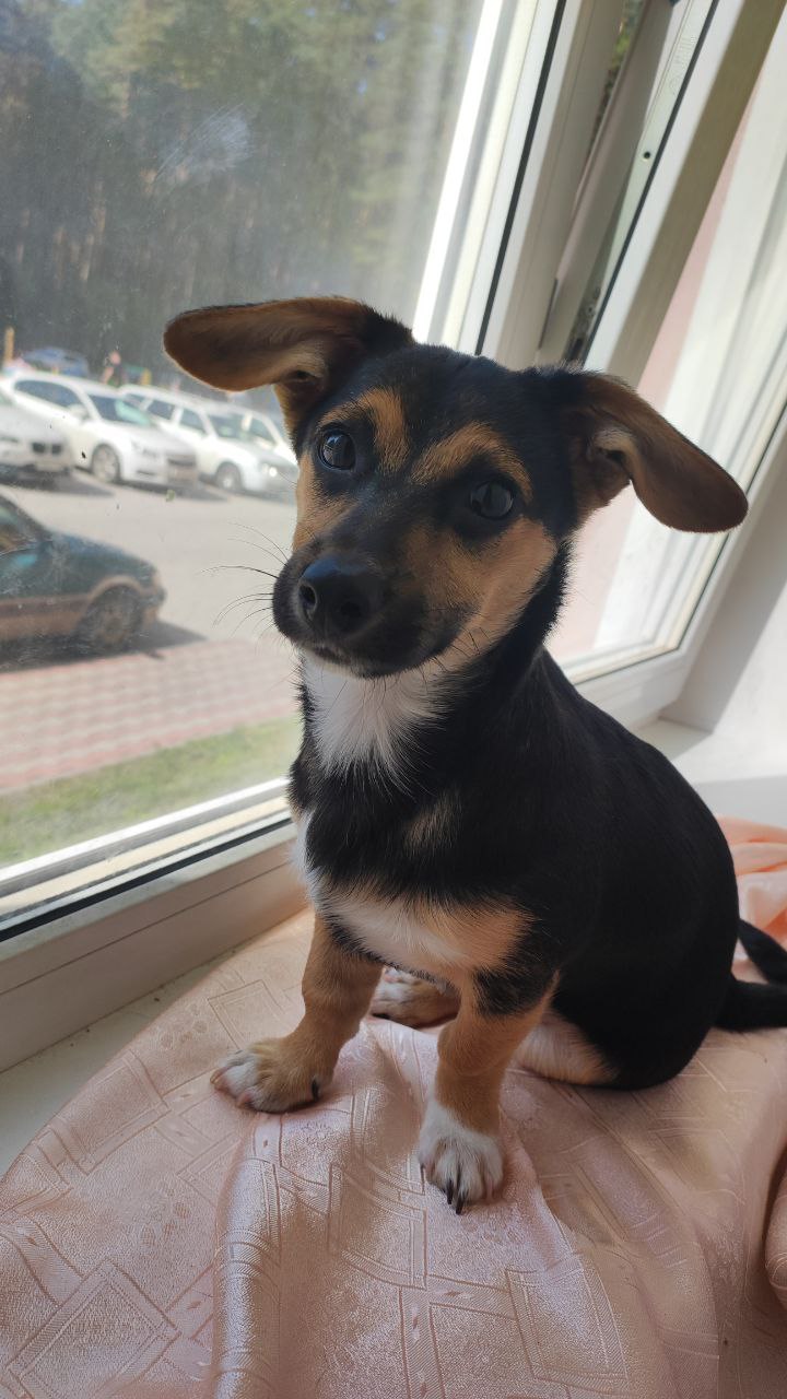Sheldon sitting by a window with ears out