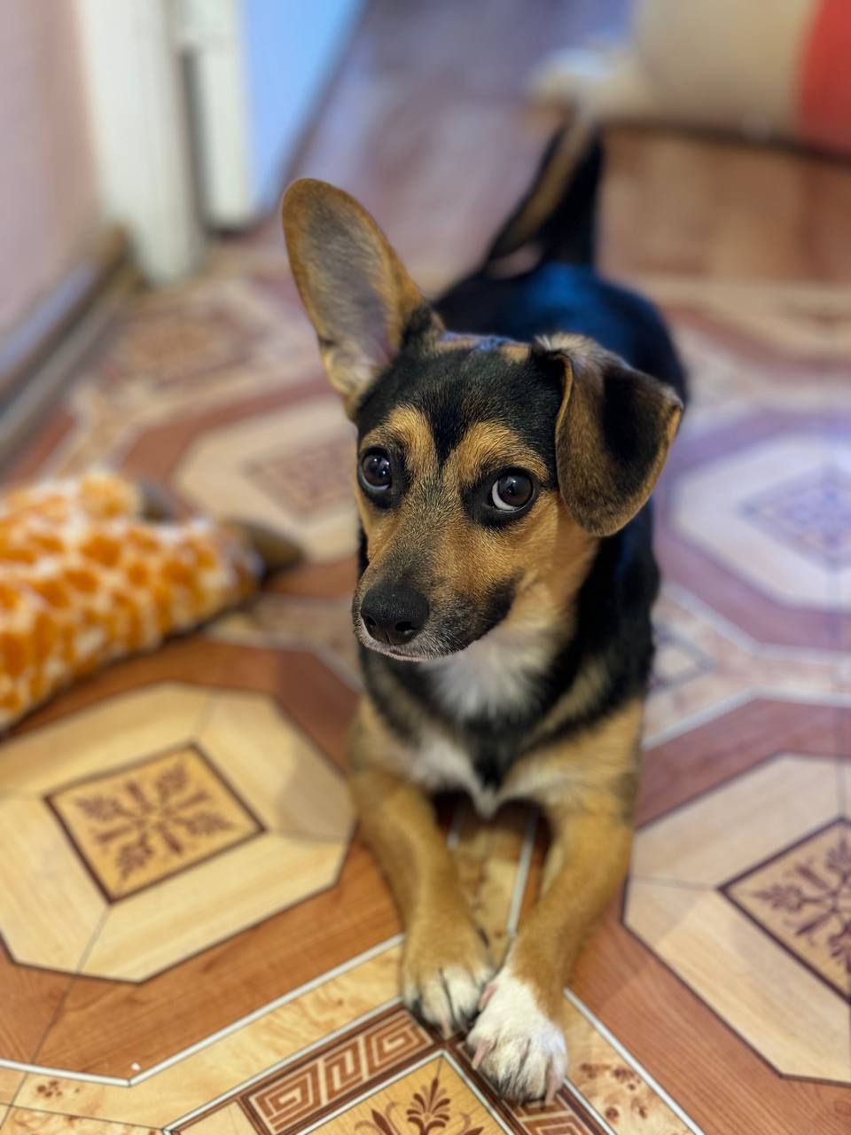 Sheldon on a tiled floor looking sideways