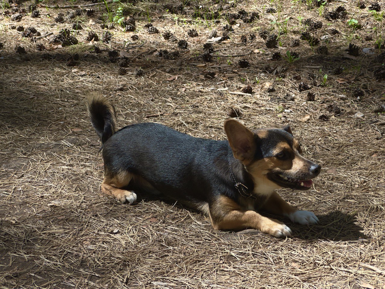 Sheldon lying down outdoors